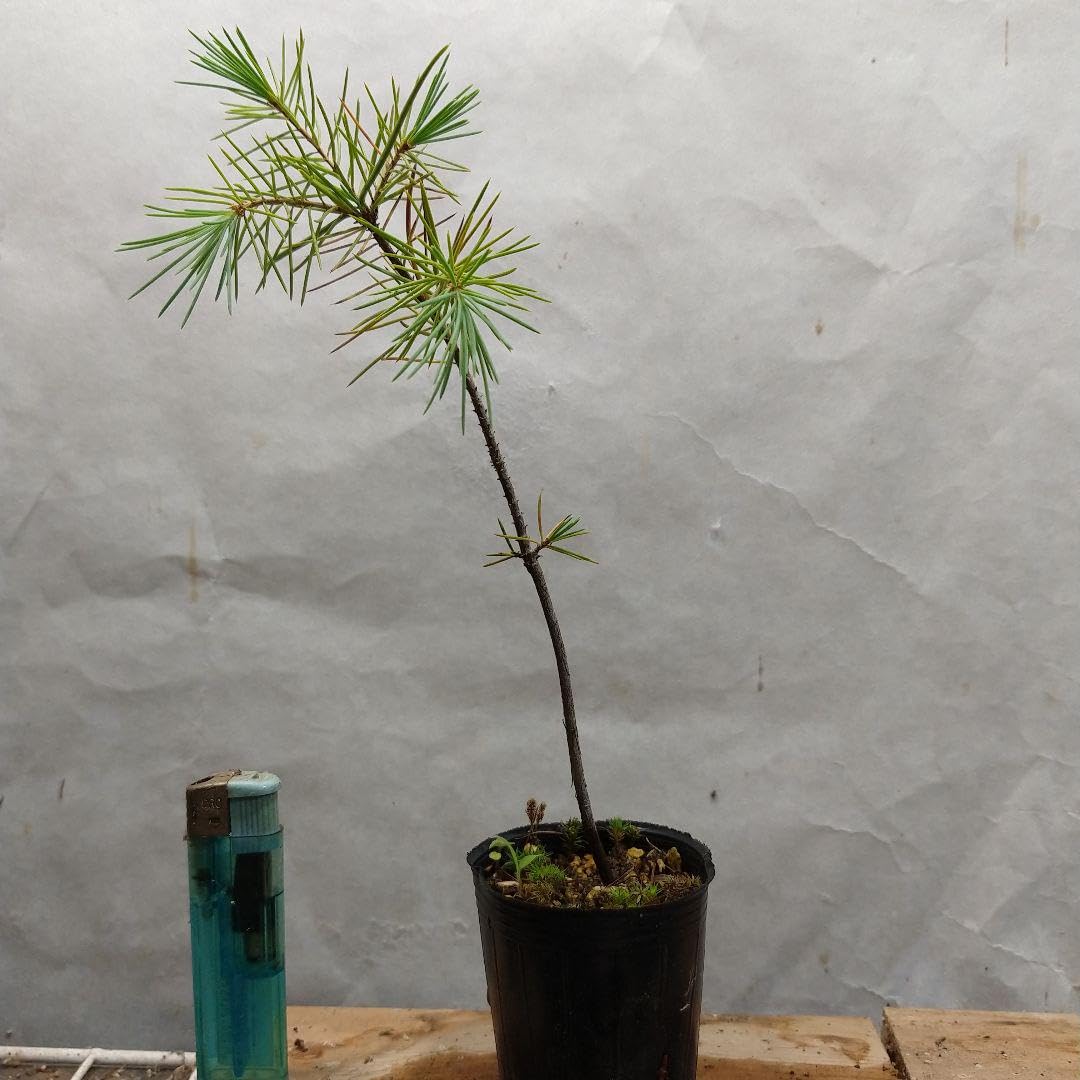 Amazon.co.jp: 植木苗 ヒマラヤスギの苗 : DIY・工具・ガーデン